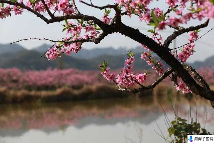 国色天香桃花朵朵开：带你领略绝美花海仙境