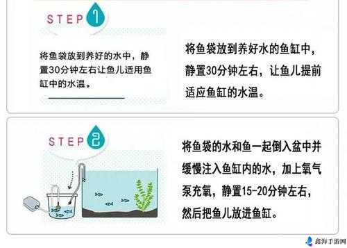 鲤鱼喝水技巧：如何正确饮水