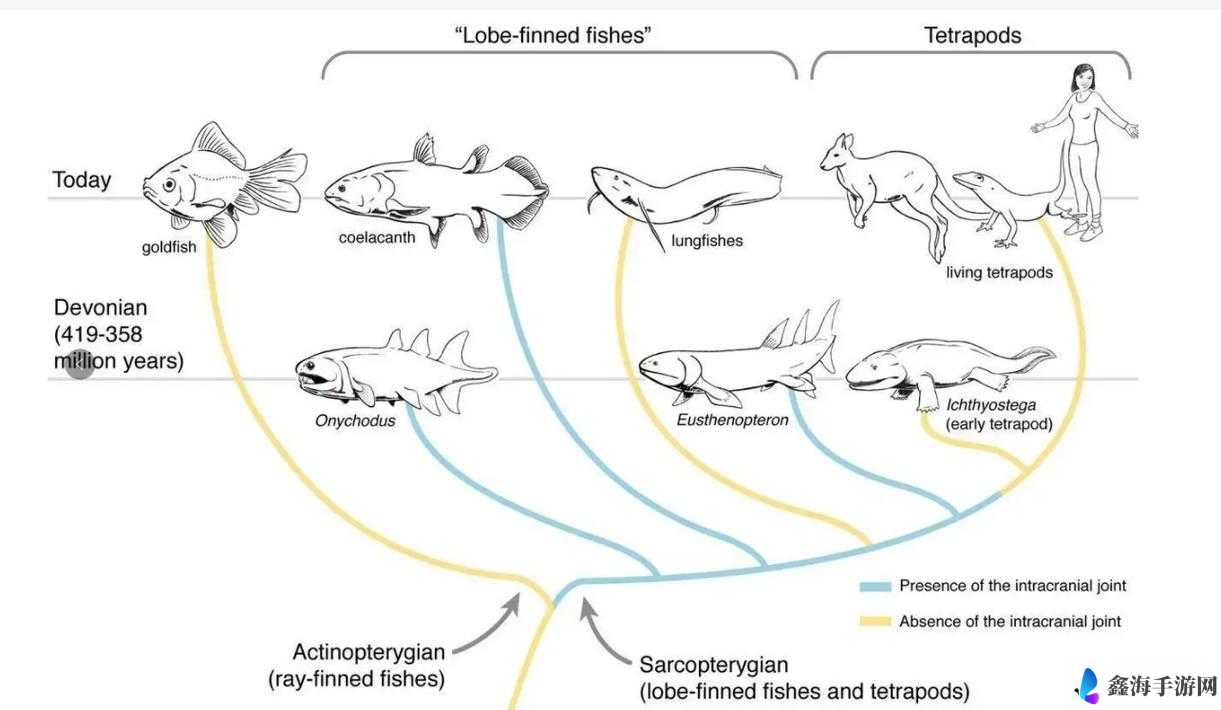 从海洋微生物到人类文明：生命简史的进化之路